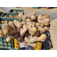 시골팜 국내산 흙생강/생강종자/생강씨앗 (특) 5kg